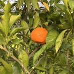 Pomarančovník (Citrus x sinensis) ´VALENCIA´ - výška 130-160 cm, obvod kmeňa 4/6 cm, kont. C10L